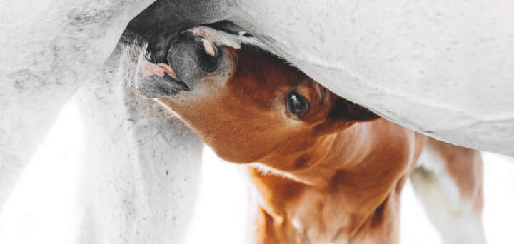 teaser fohlen fohlenfutter einsatzgebiet zucht derby
